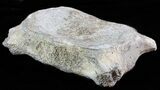 Fossil Whale Cervical Vertebrae - North Carolina #62087-1